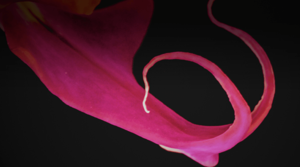 Words – Nightmare Fuel Magazine​ June&nbsp;2023